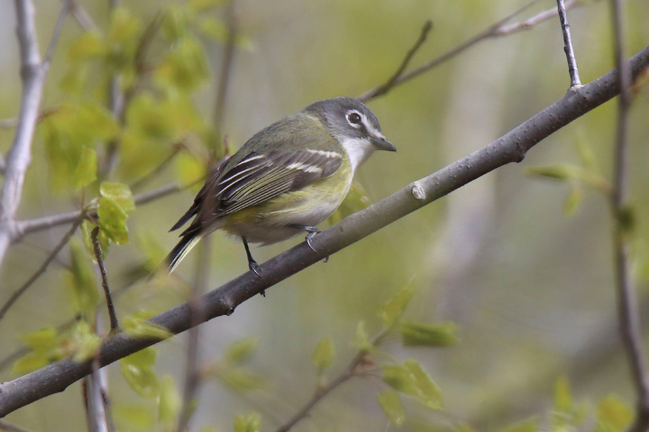 Spring Birdwatching in Garrett County